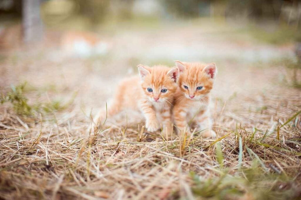 Two fluffy orange tabby kittens with blue eyes standing close together in brown, dry grass and hay in a soft focus outdoor environment.