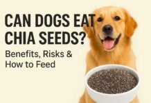 A happy golden retriever sitting beside a bowl of chia seeds, illustrating the topic “ Can Dogs Eat Chia Seeds ” with focus on benefits, risks, and feeding tips.